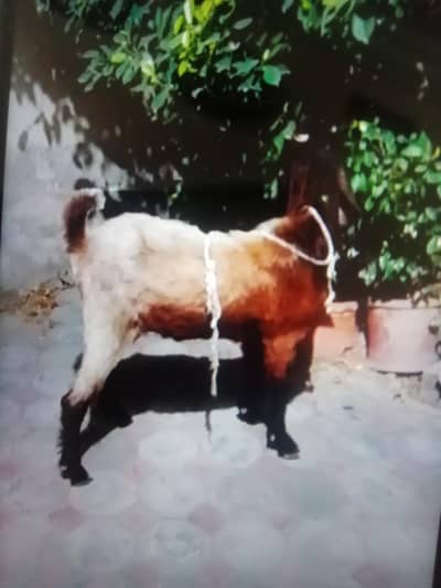 Bakra dunda khasi