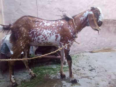 Desi 2 dant dunda bakra qurbani