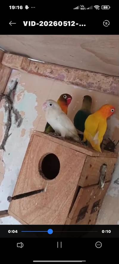 LOVE BIRDS FOR SALE