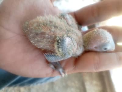 Green lovebird pair with 3 baby our 3 piece our