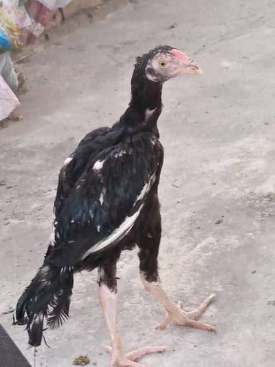 aseel  muska chuza