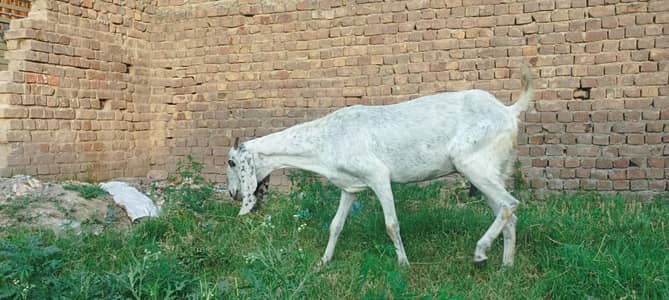 goat for sale