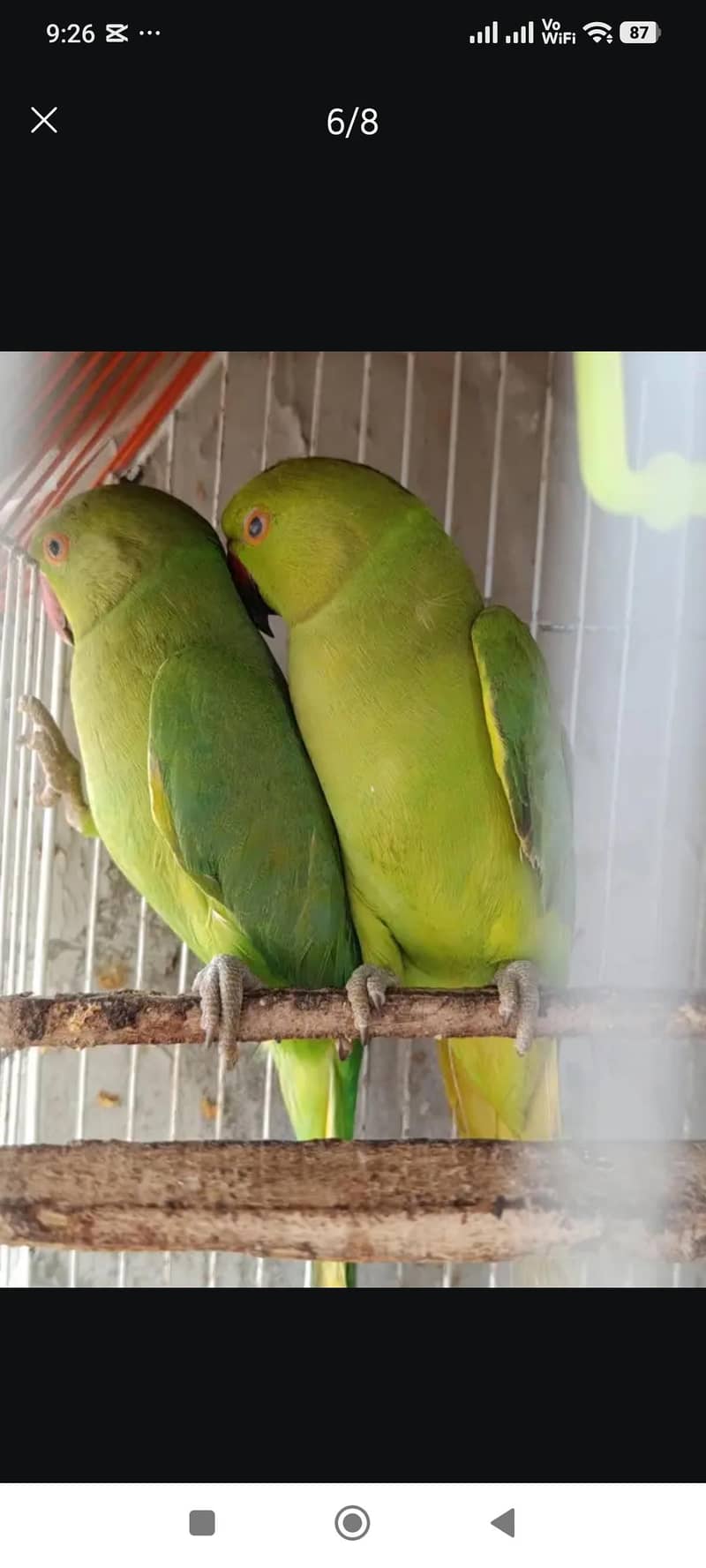 Raw Parrot 0