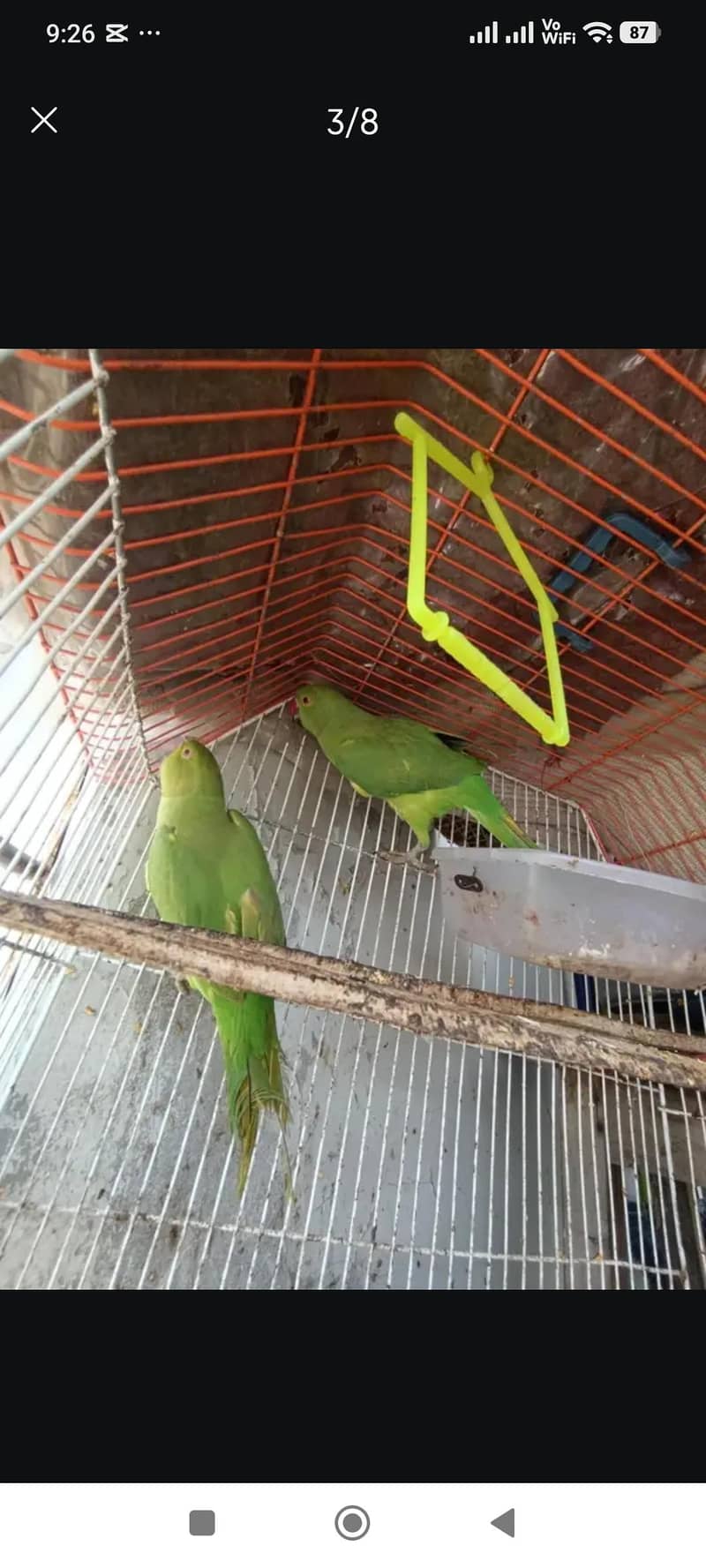 Raw Parrot 1