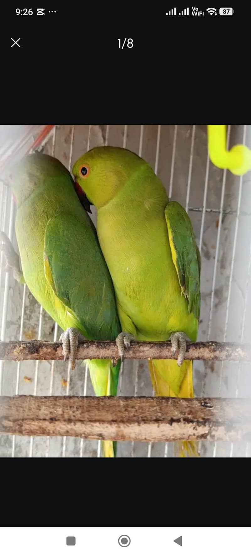Raw Parrot 2
