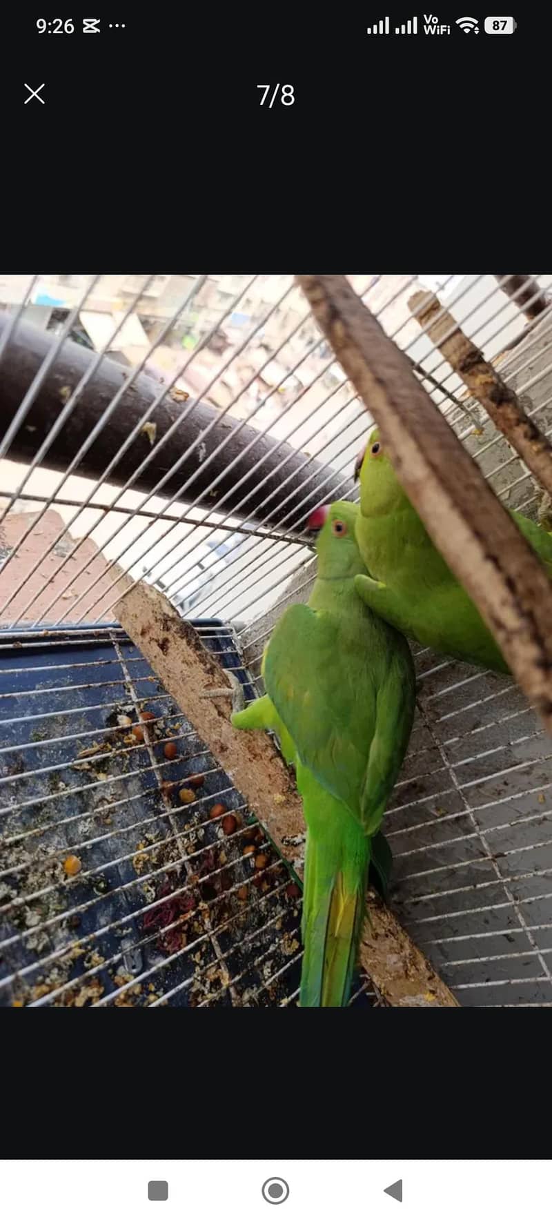 Raw Parrot 3