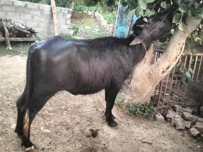 qurbani k lya khubsorat jhothi