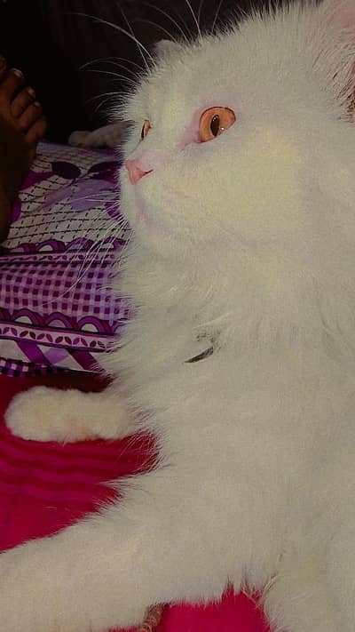 cat kitten for sale