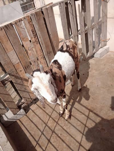 pateri bakri