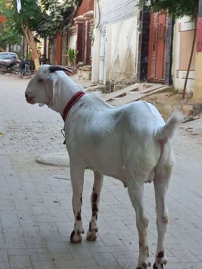 Tedda tappra bakra/Blade khassi Qurbani 2026/ Fresh 2 dant/03081229856