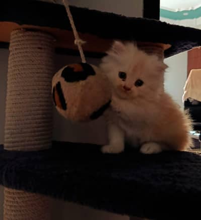 Persian kittens