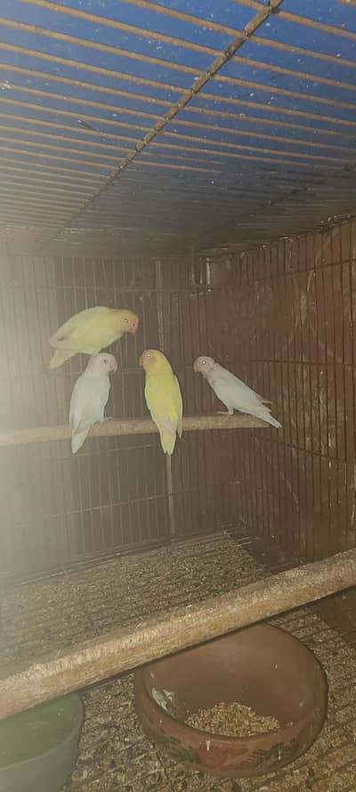 HOME BREED LOVEBIRDS & CREMINO PARROT