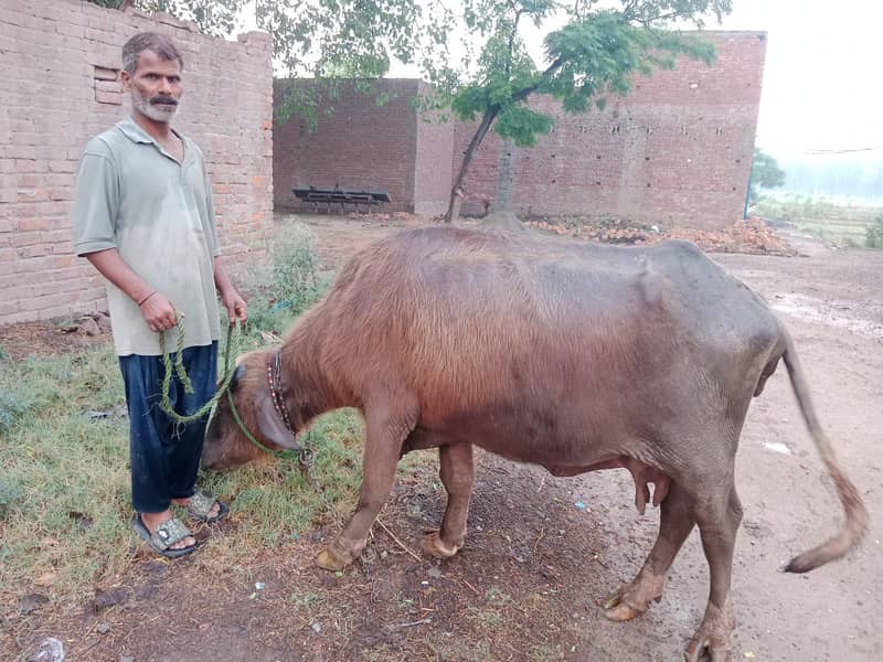 تازہ دودھ دینے والی بھینس برائے فروخت 9