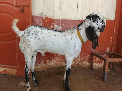 Qurbani 2026 full active and healthy Bakra abi 2 dant hova ha