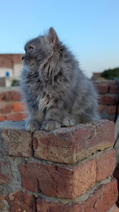 pure Persian kitten aur vaccinated triple long coted and littler trend