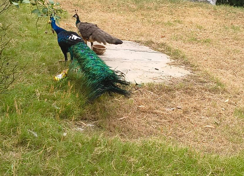 Peacock 0