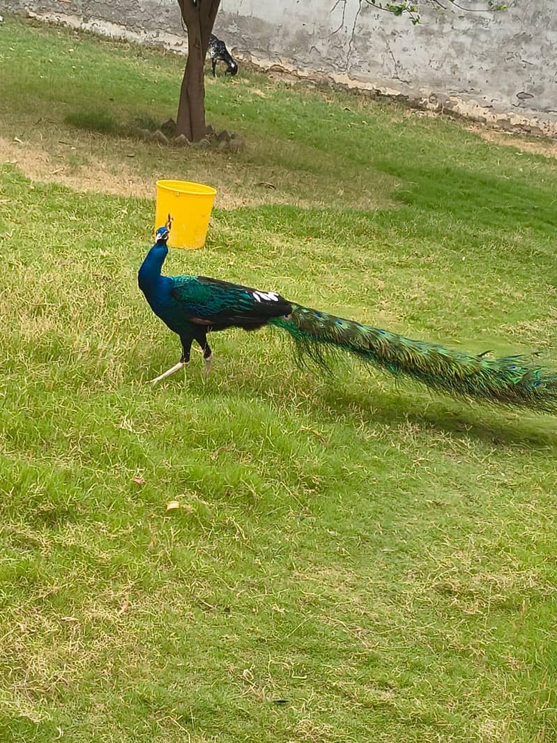 Peacock 1