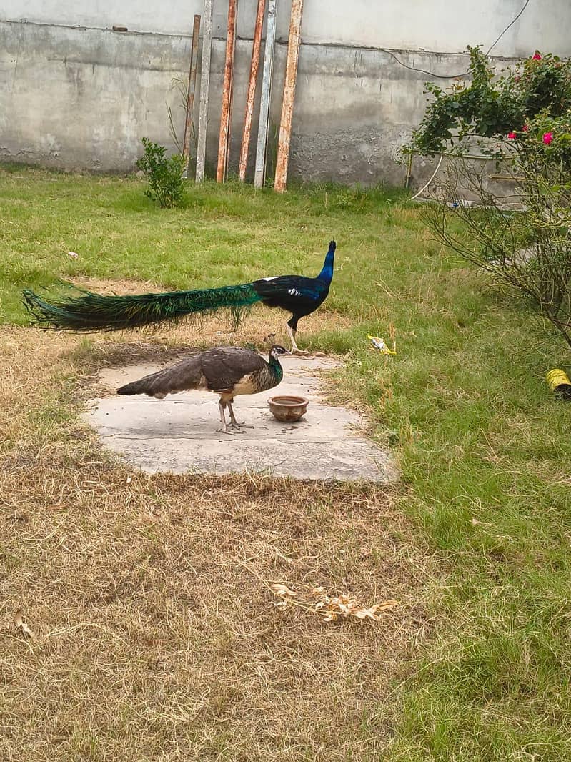Peacock 2