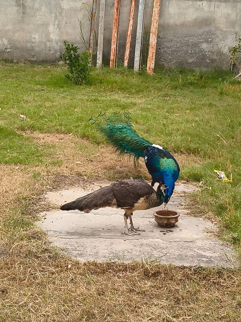 Peacock 3
