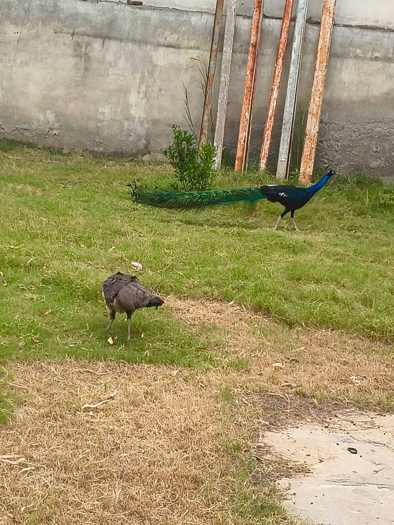 Peacock 4