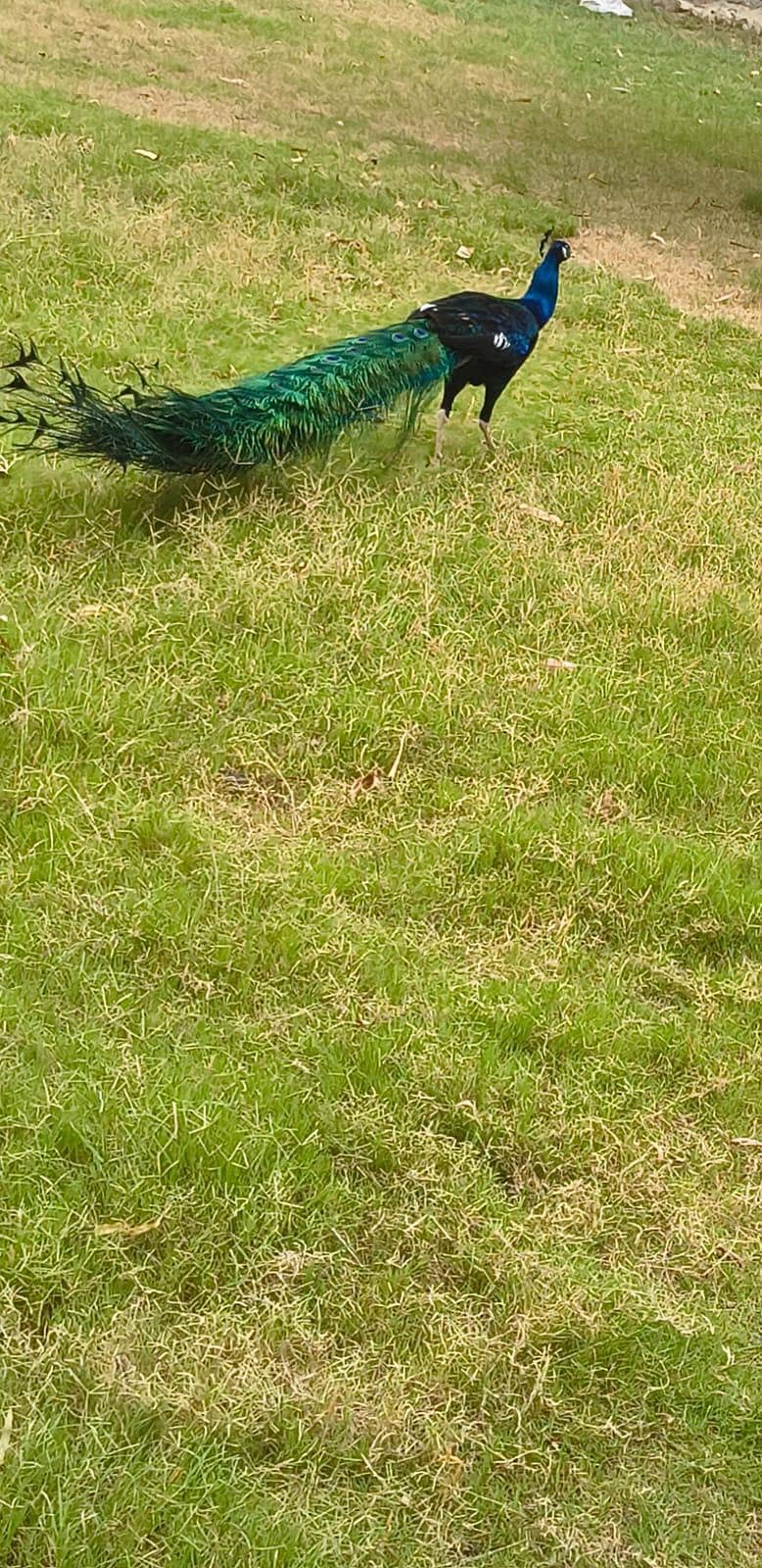 Peacock 5