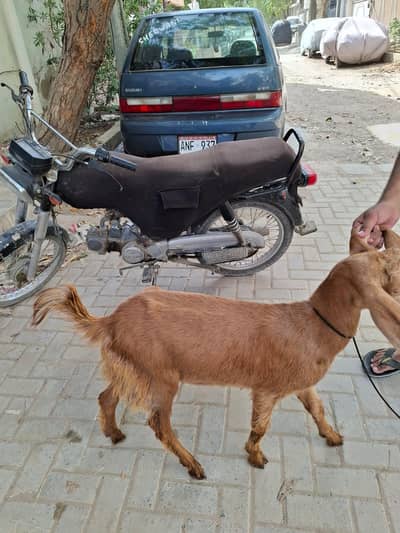 Bakra for sale 2 dant
