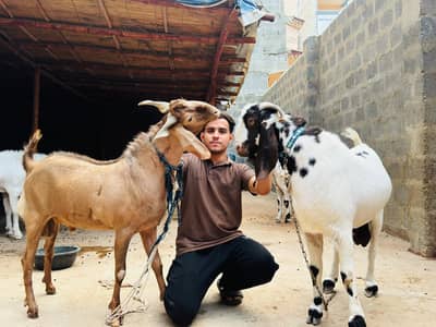 Bakraa for sale QURBANI Sell 2026