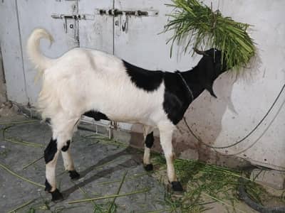 White Beauty Bakra