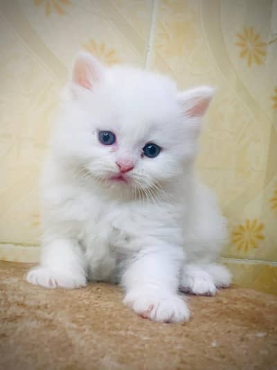 Home delivery parshion punch face kitten