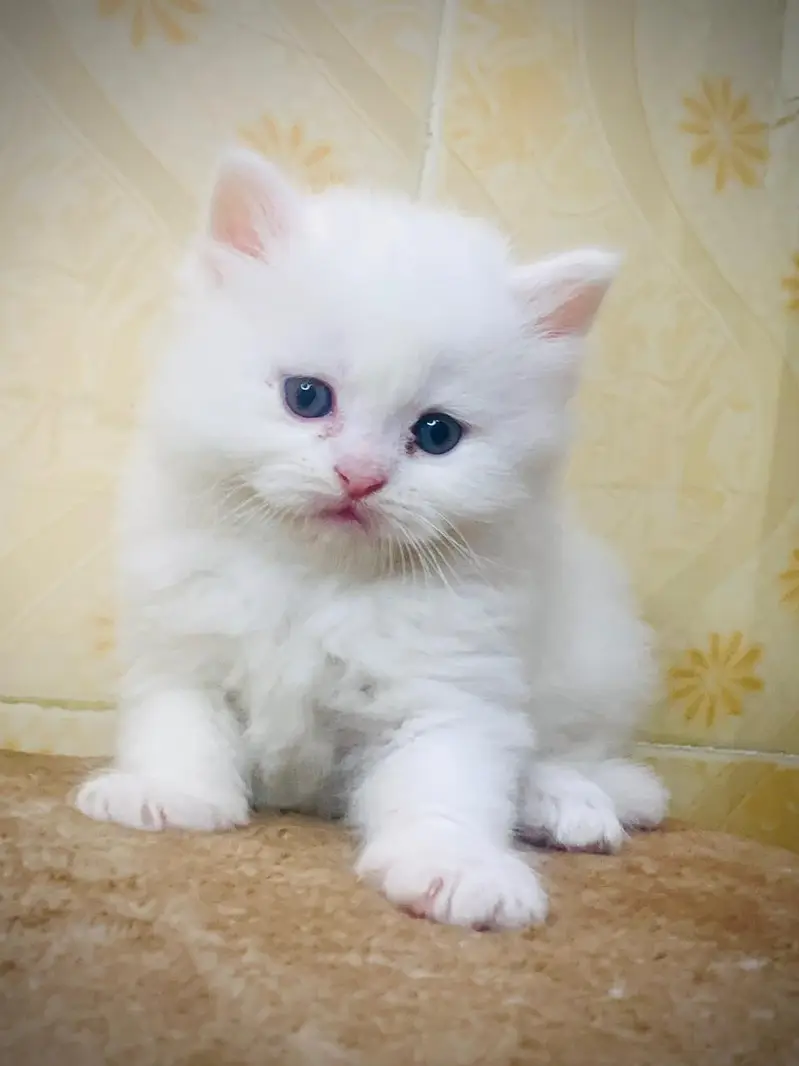 Home delivery parshion punch face kitten