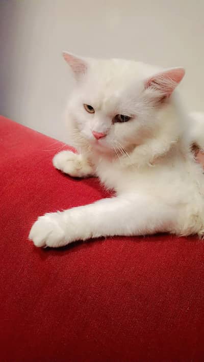 Persian cat