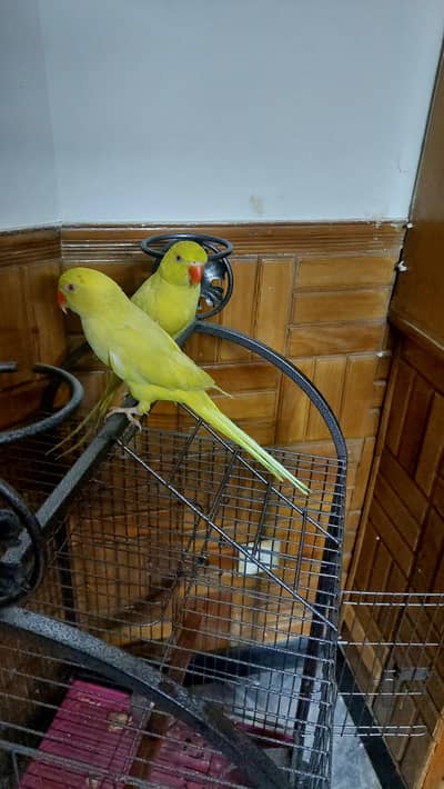 beautiful yellow ringneck pair lengthy pair.