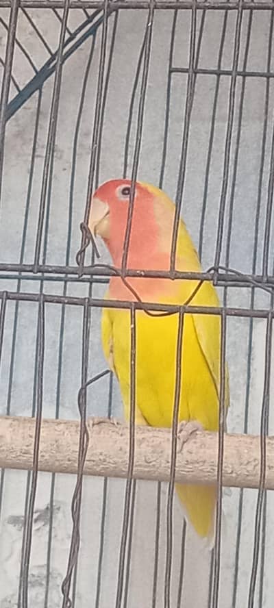 love birds breeder pair