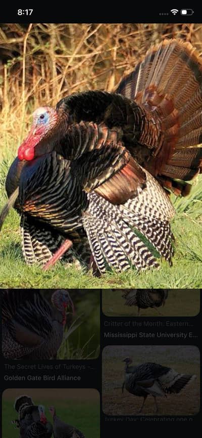 turkey bird for sale