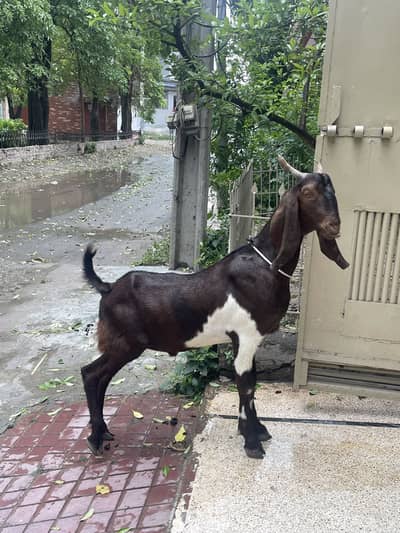 2 Daant Donda Bakra For Sale khassi