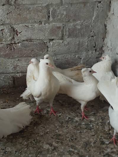 Lucky piegons available 03094196420
