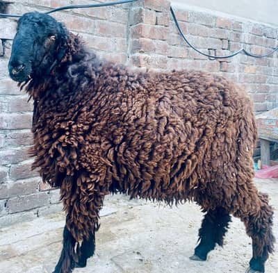 chatra mundra for sale