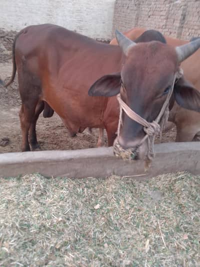 Bull selling