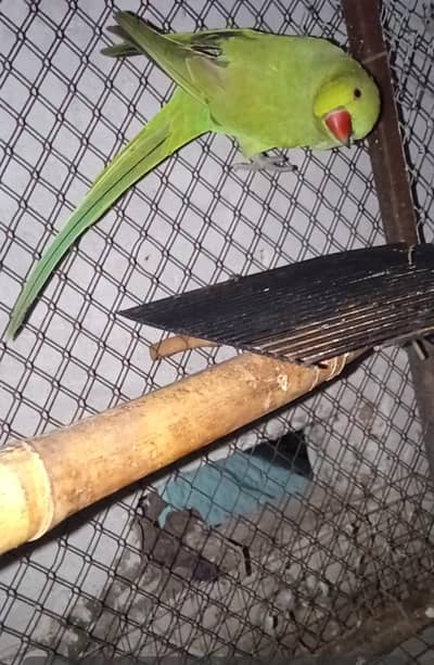 Ring neck male for sale. green parrot