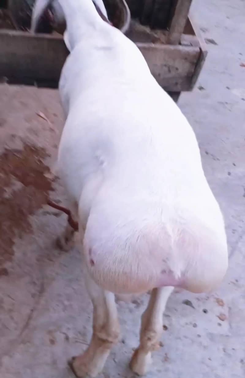 Sheep 1