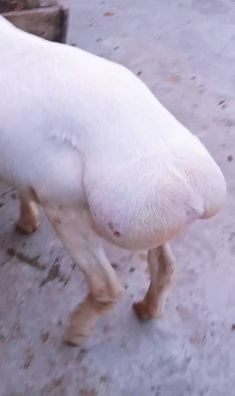 Sheep 2