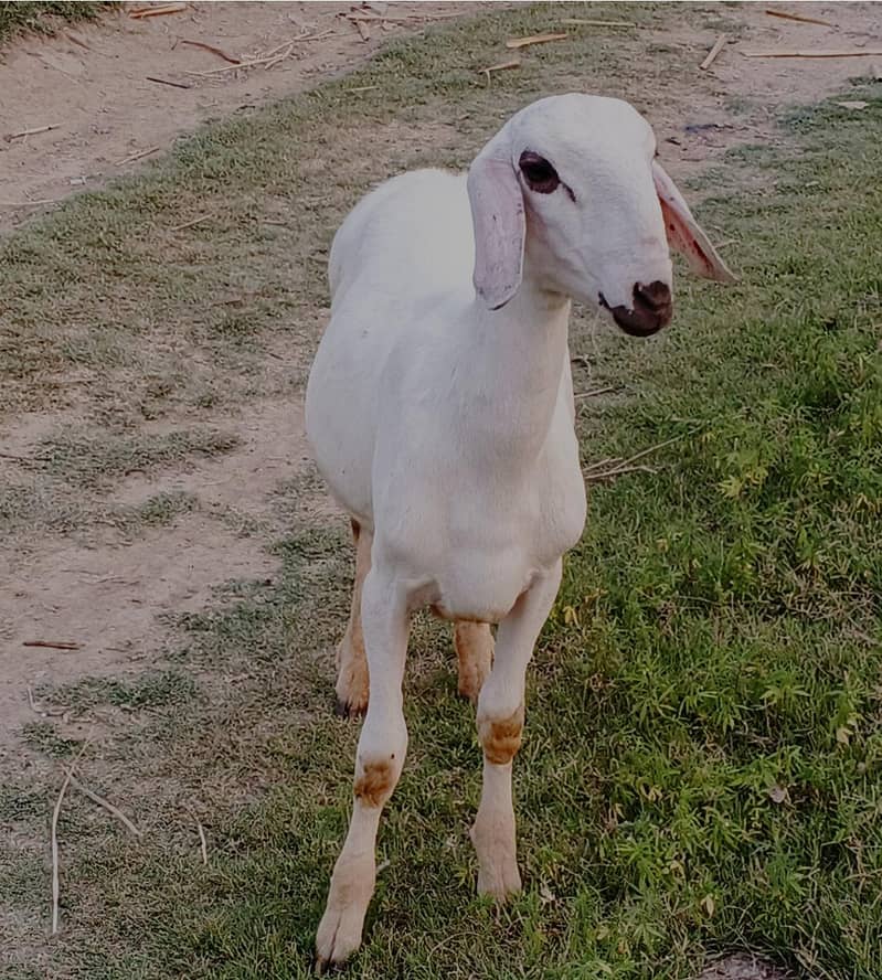 Sheep 4