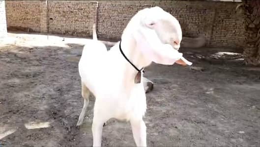 gulabi bakra for urgent sale WhatsApp 0370,4815728