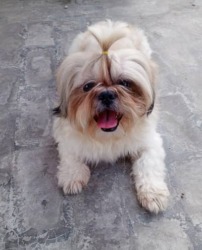 shirtzu male for stud confirm breeder  healthy and active