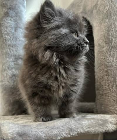 Persian kitten