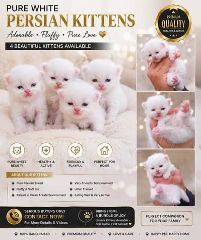 Pure white Persian kittens for sale - Fluffy, Healthy & Premium