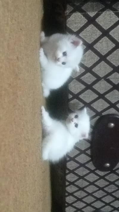 2 kittens with 2 adults pair