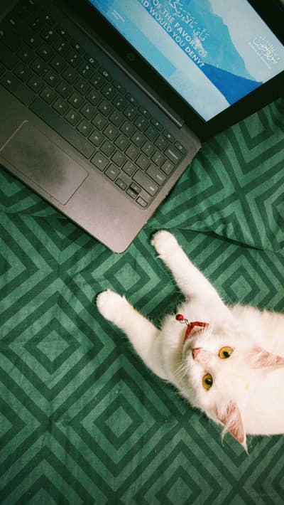I want to sale my make cat and female
