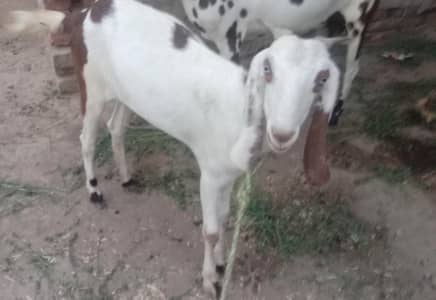 Qurbani k lea Bakray aur Pat