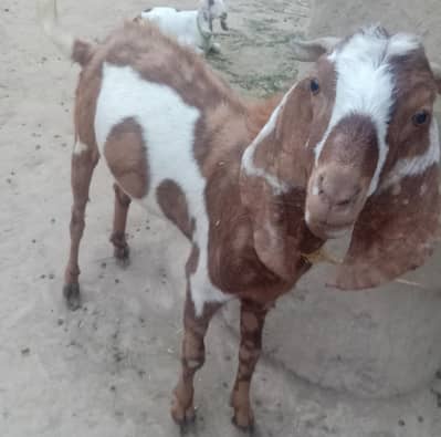 Qurbani k lea Bakray aur Pat